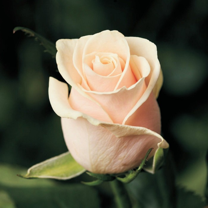 Роза Шпиль де Франс, Весна 2023, 1 шт.
Роза Шпиль де Франс, Весна 2023, 1 шт.