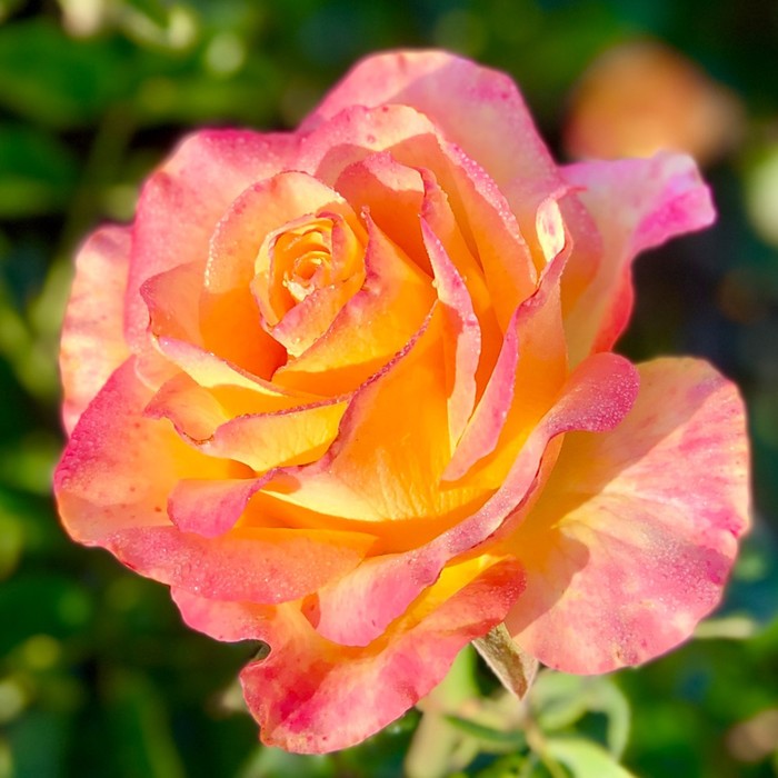 Саженец розы "Эгеон", 1 шт, Весна 2022
Саженец розы "Эгеон", 1 шт, Весна 2022