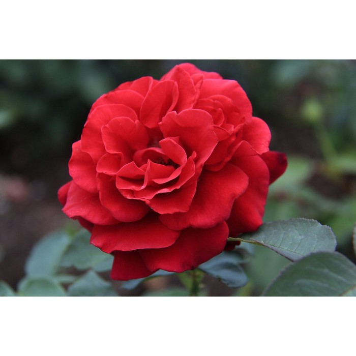 Саженец розы "Энцелад", 1 шт, Весна 2022
Саженец розы "Энцелад", 1 шт, Весна 2022