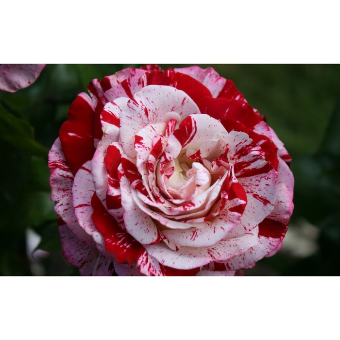 Саженец розы "Янус", 1 шт, Весна 2022
Саженец розы "Янус", 1 шт, Весна 2022