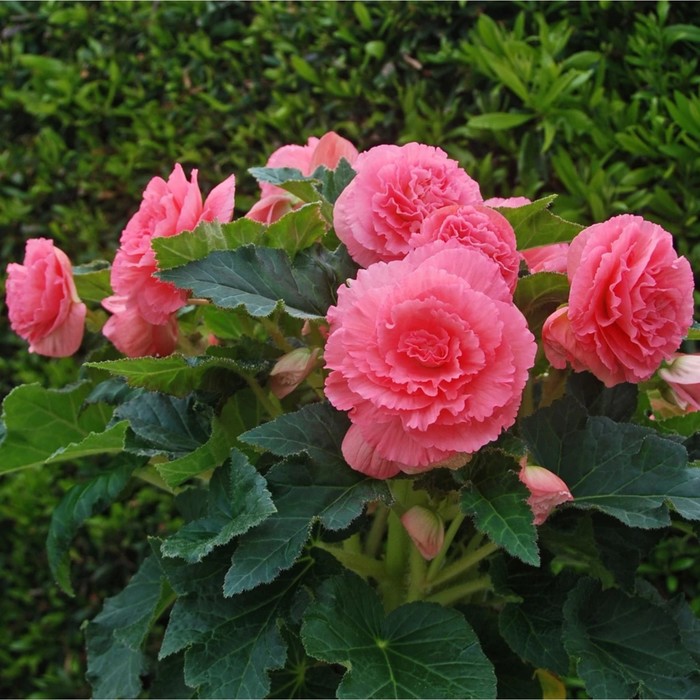 Семена цветов Бегония Америгибрид Раффлд Пинк 500 шт 
Семена цветов Бегония Америгибрид Раффлд Пинк 500 шт