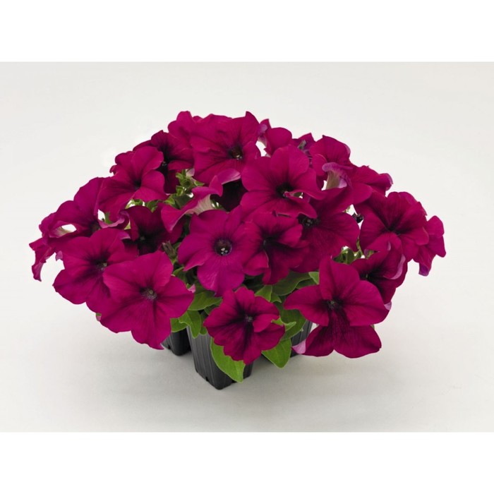 Семена цветов Петуния ампельная крупноцветковая Нивола Бургунди 1000 шт
Семена цветов Петуния ампельная крупноцветковая Нивола Бургунди 1000 шт