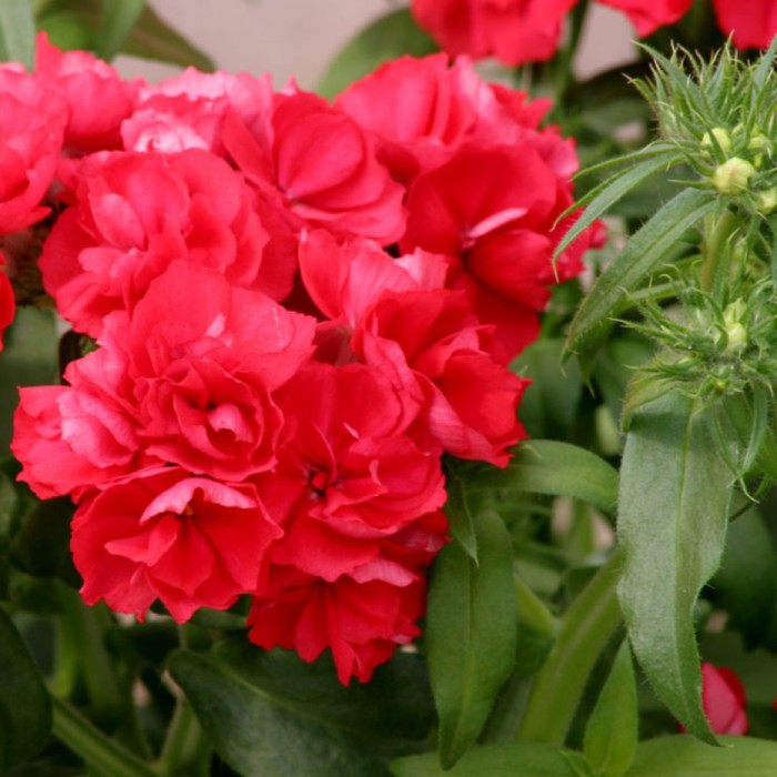 Семена цветов Флокс друммонда Промис Скарлет 1000 шт
Семена цветов Флокс друммонда Промис Скарлет 1000 шт