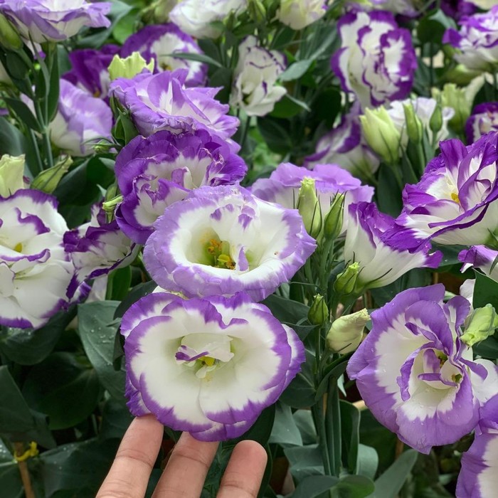 Семена цветов Эустома Сапфир Блю 1000 шт
Семена цветов Эустома Сапфир Блю 1000 шт