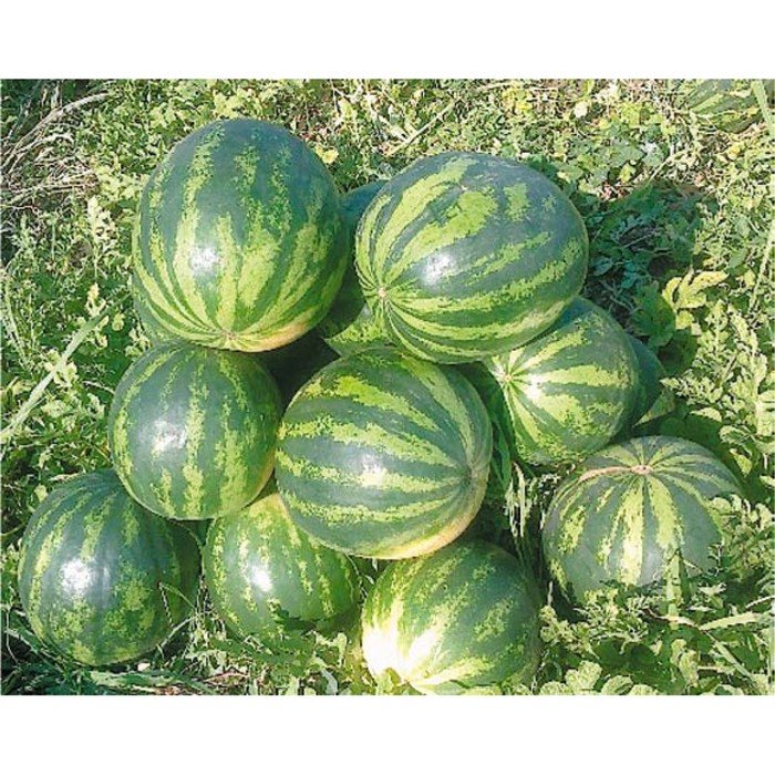 Арбуз Монастырский плюс, 200 г 
Арбуз Монастырский плюс, 200 г