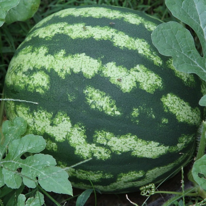 Арбуз Радость, 200 г
Арбуз Радость, 200 г