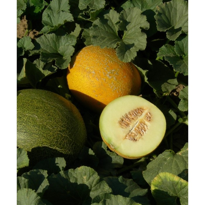 Дыня Таманская, 200 г
Дыня Таманская, 200 г