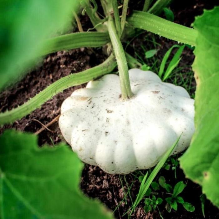 Патиссон Зонтик, 200 г
Патиссон Зонтик, 200 г