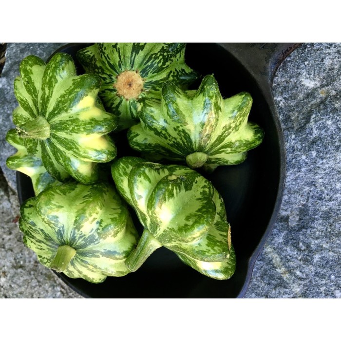 Патиссон Мраморный, 200 г
Патиссон Мраморный, 200 г