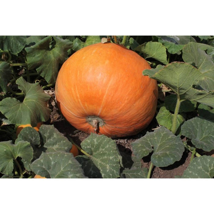 Тыква крупноплодная Улыбка, 200 г
Тыква крупноплодная Улыбка, 200 г