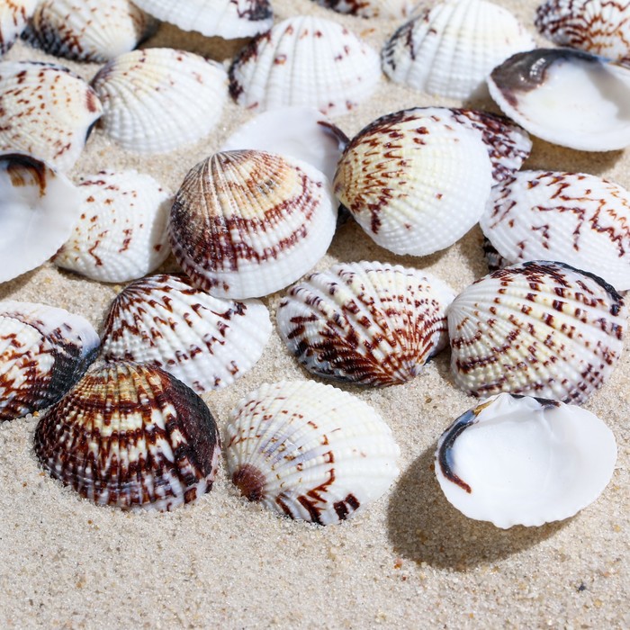 Набор ракушек, "Донакс сетосум" белый, размер 2 - 3 см, 100 г
Набор ракушек, "Донакс сетосум" белый, размер 2 - 3 см, 100 г