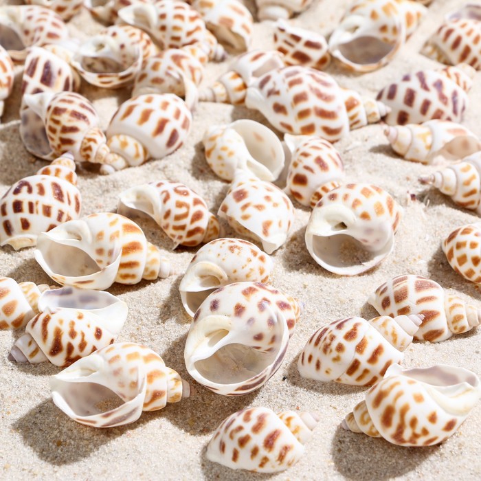 Набор ракушек, "Конус претиосус", размер 2 - 3 см, 100 г
Набор ракушек, "Конус претиосус", размер 2 - 3 см, 100 г