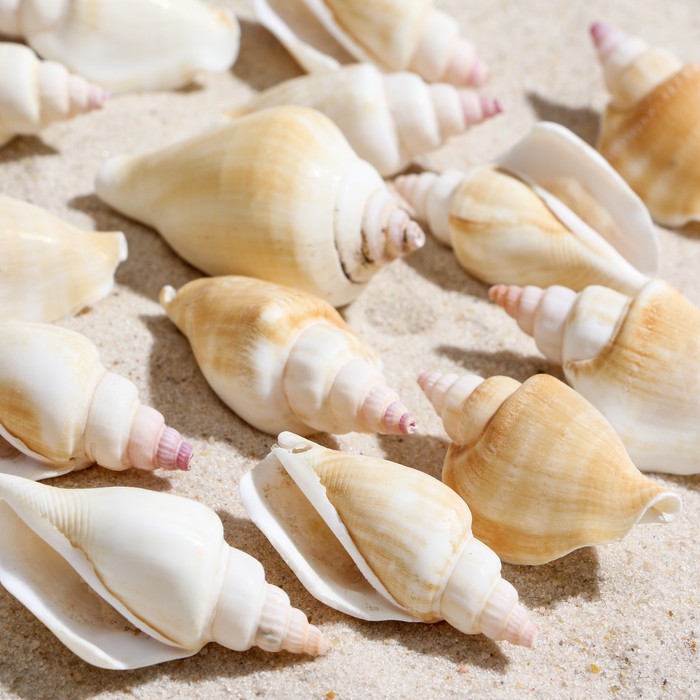 Набор ракушек, "Молюски №3", размер 3 - 4 см, 100 г
Набор ракушек, "Молюски №3", размер 3 - 4 см, 100 г