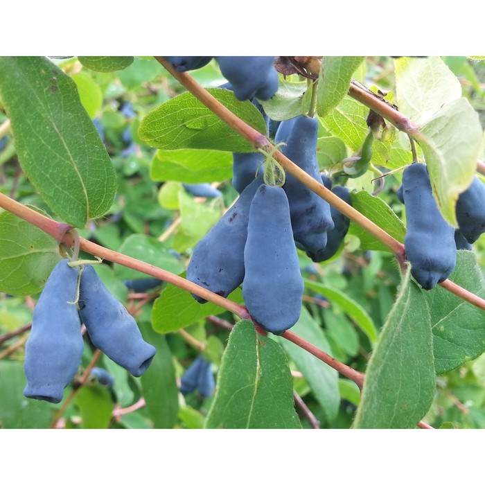 Саженец жимолости "Сибирячка", ЗКС (закрытый корень), Весна 2022 
Саженец жимолости "Сибирячка", ЗКС (закрытый корень), Весна 2022