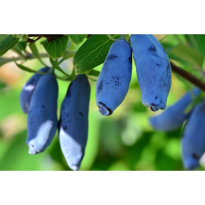 Саженец жимолости "Нимфа", ЗКС (закрытый корень), Весна 2022
Саженец жимолости "Нимфа", ЗКС (закрытый корень), Весна 2022