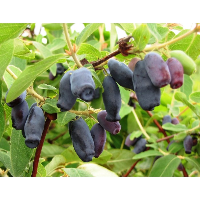 Саженец жимолости "Томичка", ЗКС (закрытый корень), Весна 2022
Саженец жимолости "Томичка", ЗКС (закрытый корень), Весна 2022