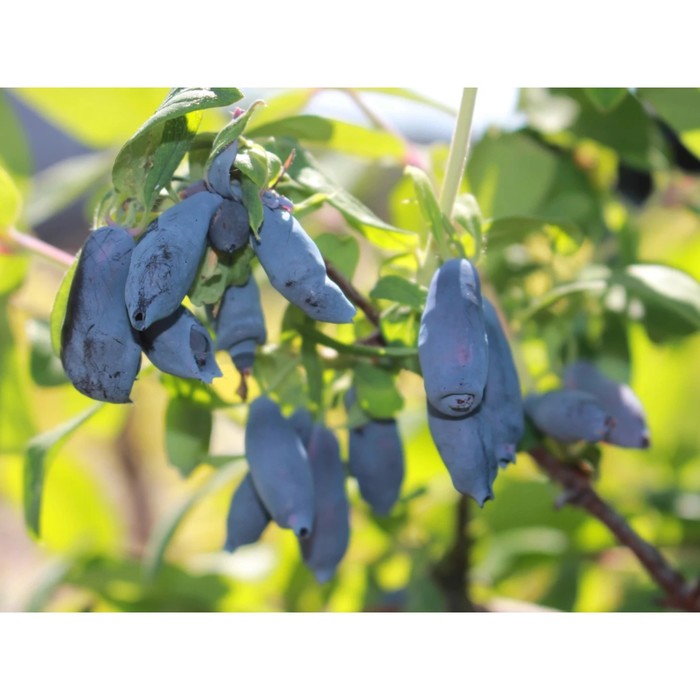 Саженец жимолости "Золушка", укор. черенок, горшок р9, высота 10-20 см, Весна 2022
Саженец жимолости "Золушка", укор. черенок, горшок р9, высота 10-20 см, Весна 2022