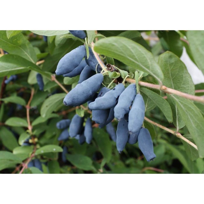 Саженец жимолости "Комчадалка", ЗКС (закрытый корень), Весна 2022
Саженец жимолости "Комчадалка", ЗКС (закрытый корень), Весна 2022