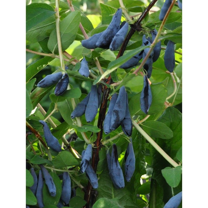 Саженец жимолости "Сильгинка", укор. черенок, горшок р9, высота 10-20 см, Весна 2022
Саженец жимолости "Сильгинка", укор. черенок, горшок р9, высота 10-20 см, Весна 2022