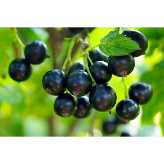 Саженец смородины чёрной "Вымпел", ЗКС (закрытый корень), Весна 2022
Саженец смородины чёрной "Вымпел", ЗКС (закрытый корень), Весна 2022