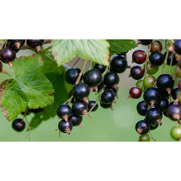 Саженец смородины чёрной "Пилот", ЗКС (закрытый корень), Весна 2022
Саженец смородины чёрной "Пилот", ЗКС (закрытый корень), Весна 2022