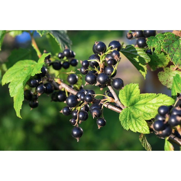 Саженец смородины чёрной "Удалец", ЗКС (закрытый корень), Весна 2022
Саженец смородины чёрной "Удалец", ЗКС (закрытый корень), Весна 2022