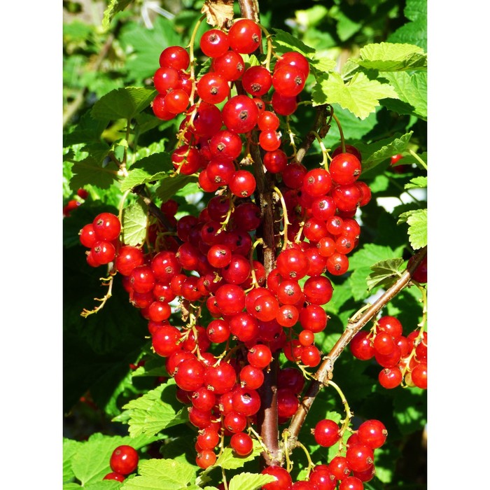 Саженец смородины красной "Ред Лейк", ЗКС (закрытый корень), Весна 2022
Саженец смородины красной "Ред Лейк", ЗКС (закрытый корень), Весна 2022