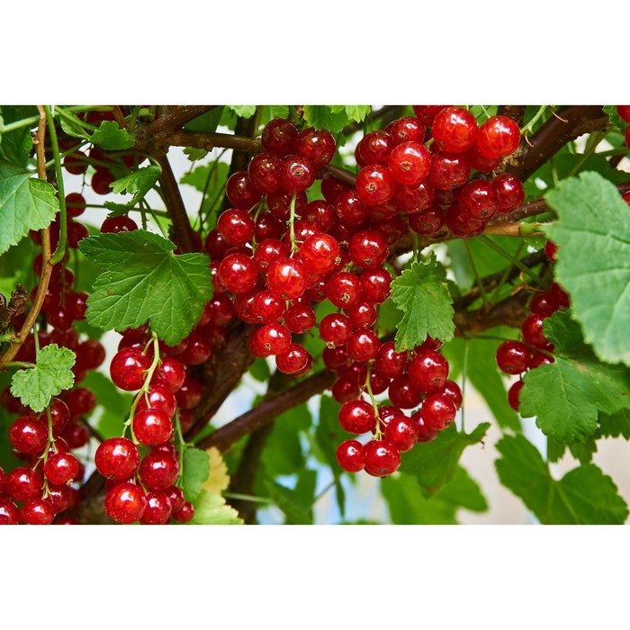 Саженец смородины красной "Ненаглядная", ЗКС (закрытый корень), Весна 2022
Саженец смородины красной "Ненаглядная", ЗКС (закрытый корень), Весна 2022