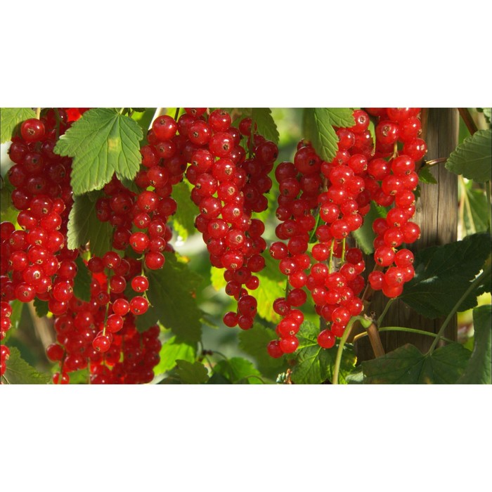 Саженец смородины красной "Коралловая", ЗКС (закрытый корень), Весна 2022
Саженец смородины красной "Коралловая", ЗКС (закрытый корень), Весна 2022