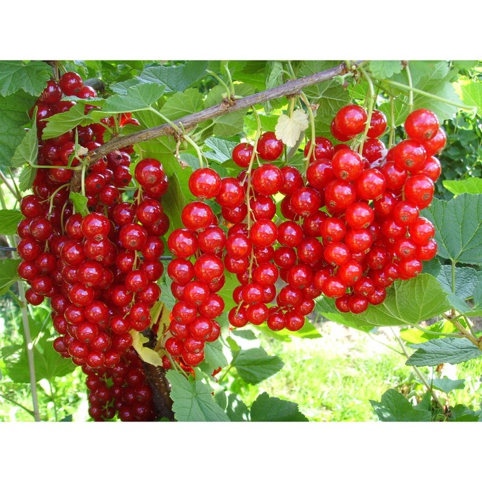 Саженец смородины красной "Джокер Ван Тест", ЗКС (закрытый корень), Весна 2022
Саженец смородины красной "Джокер Ван Тест", ЗКС (закрытый корень), Весна 2022