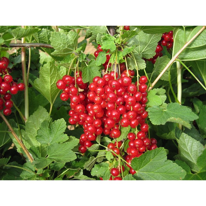 Саженец смородины красной "Крупная краса", ЗКС (закрытый корень), Весна 2022
Саженец смородины красной "Крупная краса", ЗКС (закрытый корень), Весна 2022