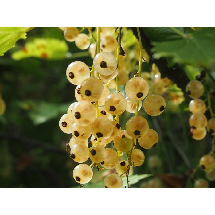 Саженец смородины белой "Уральская белая", ЗКС (закрытый корень), Весна 2022