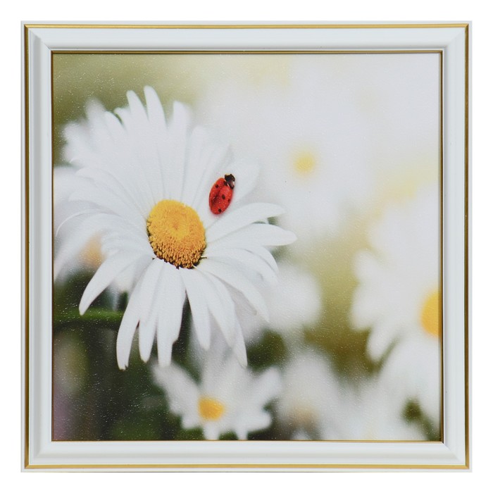 Картина "Ромашка" 25х25(28х28) см
Картина "Ромашка" 25х25(28х28) см
