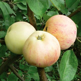 Яблоня штамбовая "ВЭМ желтый (Данила)" ОКС, (семенной подвой), 1 шт, Весна 22
Яблоня штамбовая "ВЭМ желтый (Данила)" ОКС, (семенной подвой), 1 шт, Весна 22