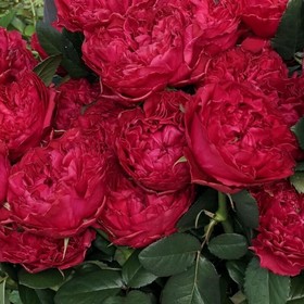 Роза парковая Рэспбери Вайн, C5 горшок, Н25-45 высота, 1 шт, Лето 2022
Роза парковая Рэспбери Вайн, C5 горшок, Н25-45 высота, 1 шт, Лето 2022