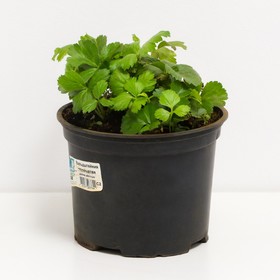 Вальдштейния тройчатая, С2 горшок, Н10-50 высота, 1 шт, Лето 2022