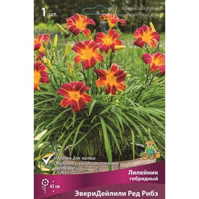 Лилейник гибридный ЭвериДейлили Ред Рибз, I р-р, 1 шт. 45 h(см), Осень 2022
Лилейник гибридный ЭвериДейлили Ред Рибз, I р-р, 1 шт. 45 h(см), Осень 2022