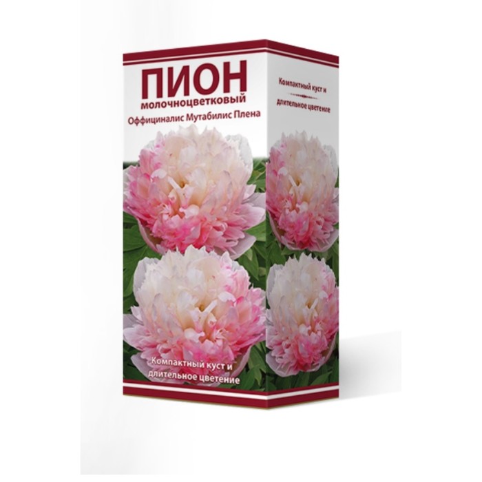 Пионы молочноцветковые Оффициналис Мутабилис Плена, 2-3 р-р, 1 шт. 60 h(см), Осень 2022
Пионы молочноцветковые Оффициналис Мутабилис Плена, 2-3 р-р, 1 шт. 60 h(см), Осень 2022