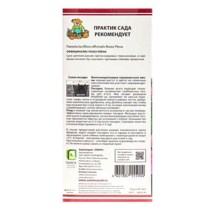 Пионы молочноцветковые Оффициналис Розеа Плена, 2-3 р-р, 1 шт. 60 h(см), Осень 2022
Пионы молочноцветковые Оффициналис Розеа Плена, 2-3 р-р, 1 шт. 60 h(см), Осень 2022