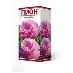 Пионы молочноцветковые Сьюзи Кью, 2-3. р-р, 1 шт. 60 h(см), Осень 2022
Пионы молочноцветковые Сьюзи Кью, 2-3. р-р, 1 шт. 60 h(см), Осень 2022