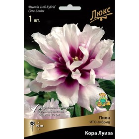 Пионы ИТО-гибриды Кора Луиза, 2-3 р-р, 1 шт. 90 h(см), Осень 2022 
Пионы ИТО-гибриды Кора Луиза, 2-3 р-р, 1 шт. 90 h(см), Осень 2022