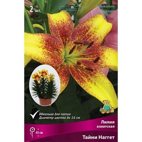 Лилии Азиатские горшечные Тайни Наггет, 12/14 р-р, 2 шт. 45 h(см), Осень 2022
Лилии Азиатские горшечные Тайни Наггет, 12/14 р-р, 2 шт. 45 h(см), Осень 2022