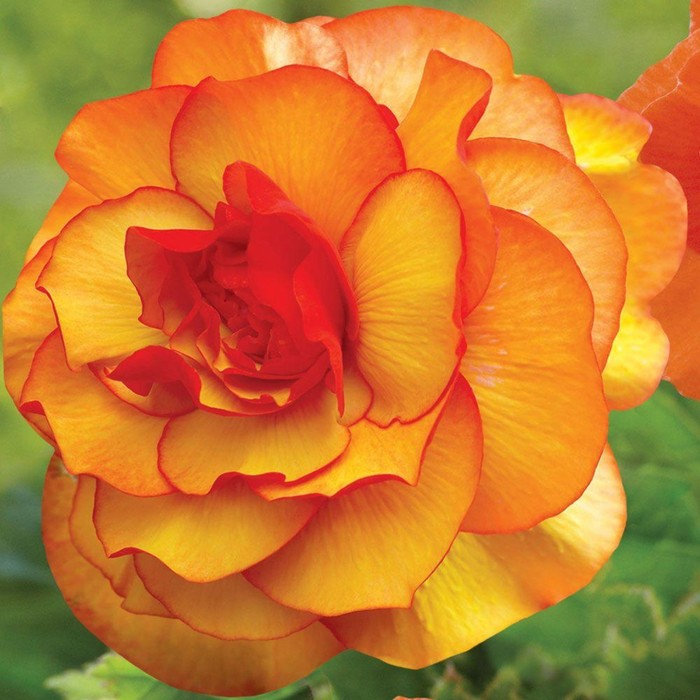 Бегония Пикоти Желтая-Красная, р-р 4/5, 2 шт, Весна 2024
Бегония Пикоти Желтая-Красная, р-р 4/5, 2 шт, Весна 2024