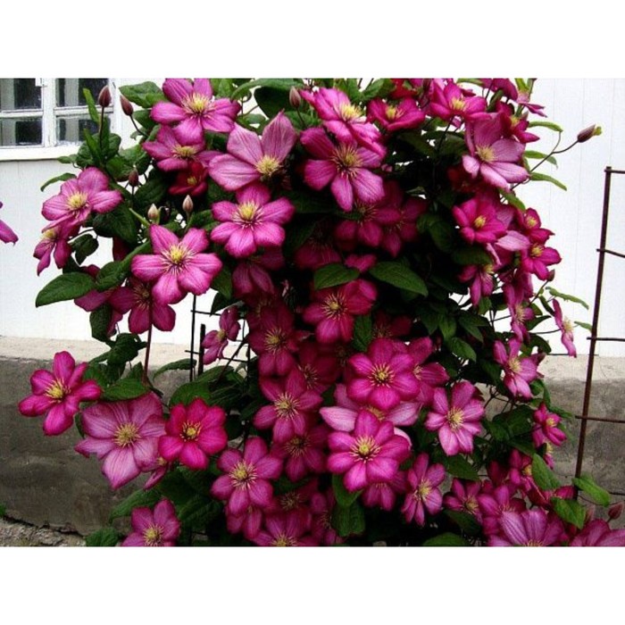 Саженец Клематис "Ville De Lyon", ОКС, А, Лето 2024
Саженец Клематис "Ville De Lyon", ОКС, А, Лето 2024