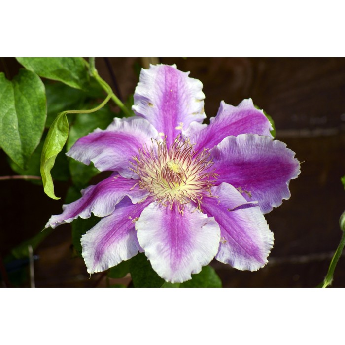 Саженец Клематис "Dr Ruppel", Горшок P7, Лето 2024