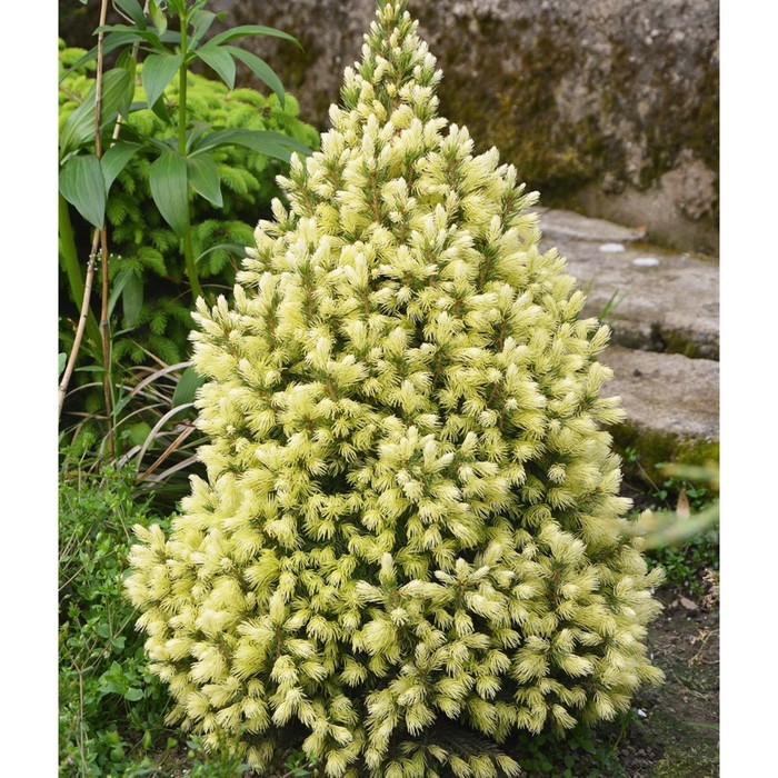 Саженец Ель сизая, канадская "Daisy's White (syn. JW Daisy's White)", Горшок C2, Лето 2024 1052242
Саженец Ель сизая, канадская "Daisy's White (syn. JW Daisy's White)", Горшок C2, Лето 2024 1052242