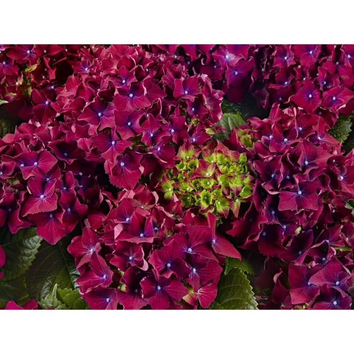 Саженец Гортензия крупнолистная "Royalty Collection® Lady Mata Hari Pink", Горшок C2, Лето 2024 10
Саженец Гортензия крупнолистная "Royalty Collection® Lady Mata Hari Pink", Горшок C2, Лето 2024 10