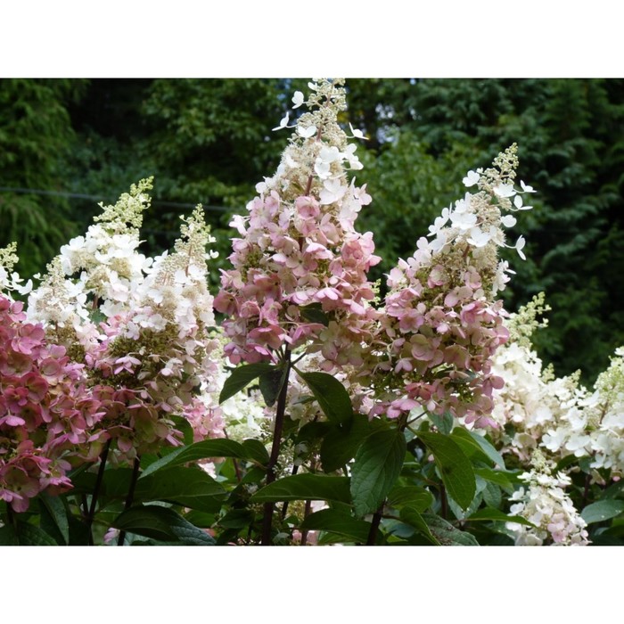 Саженец Гортензия метельчатая "Tardiva", Горшок C3, Лето 2024 
Саженец Гортензия метельчатая "Tardiva", Горшок C3, Лето 2024