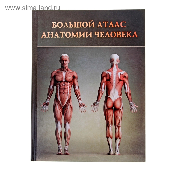 Большой атлас анатомии человека
Большой атлас анатомии человека