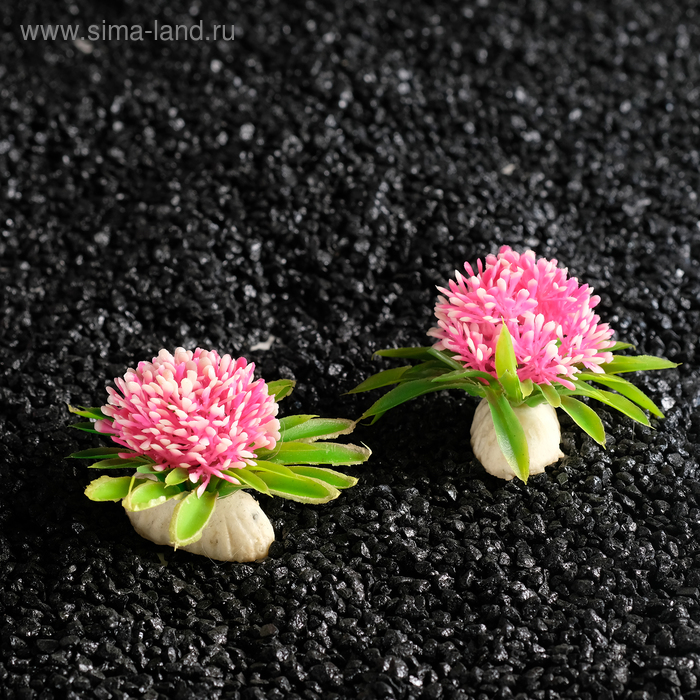 Растение искусственное аквариумное, 7,5 х 4,5 см, (набор 2 шт) микс цветов
Растение искусственное аквариумное, 7,5 х 4,5 см, (набор 2 шт) микс цветов